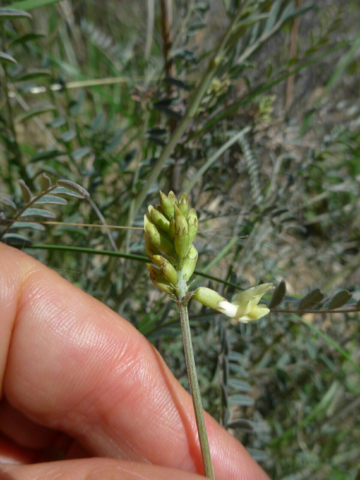 High Resolution Astragalus trichopodus Bud